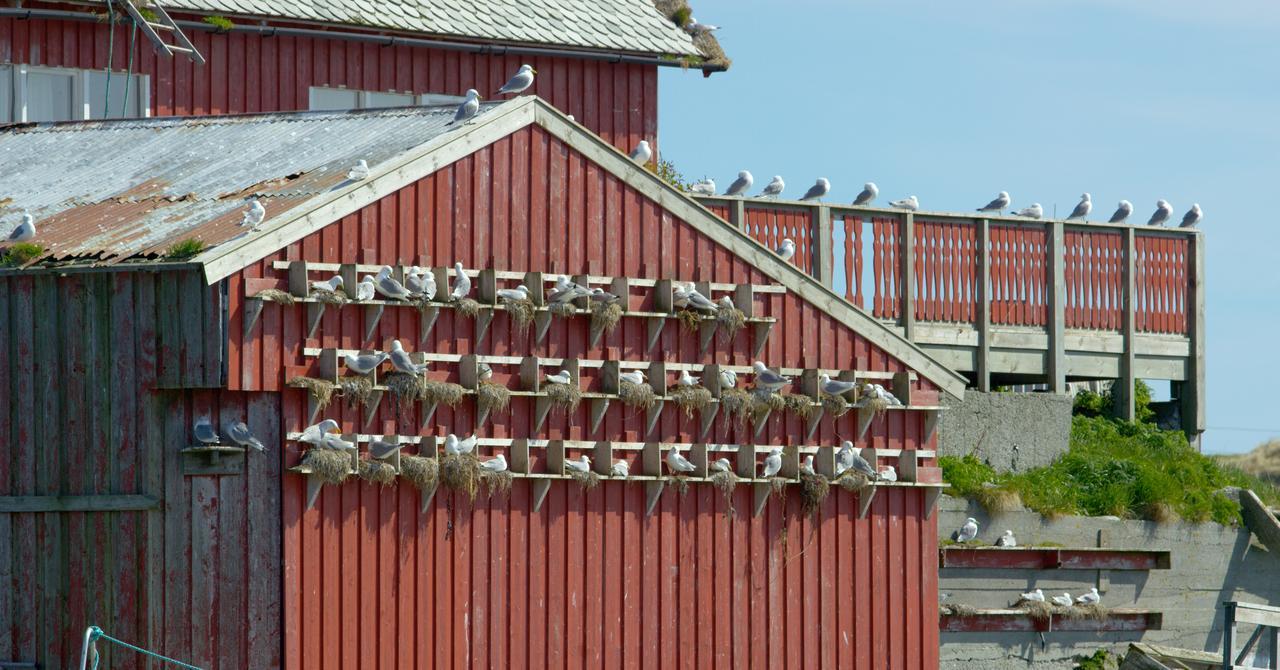 Fiskarheimen Havly, Rost Hotel Kültér fotó